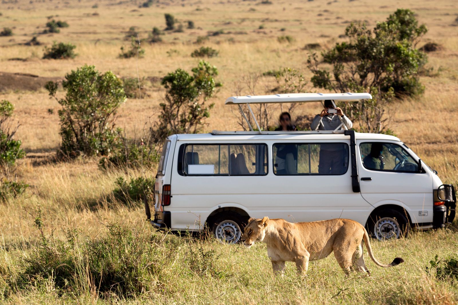 tips para hacer safari en África